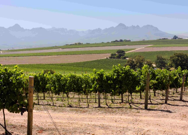 2024 Harvest Signals Early Success for Le Chant Chenin Blanc