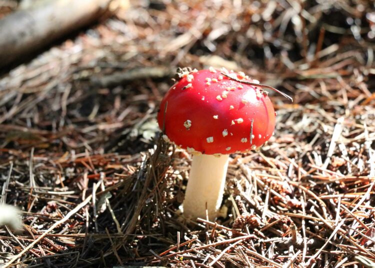 Delheim Wine Estate’s Mushroom Magic: A Seasonal Tradition