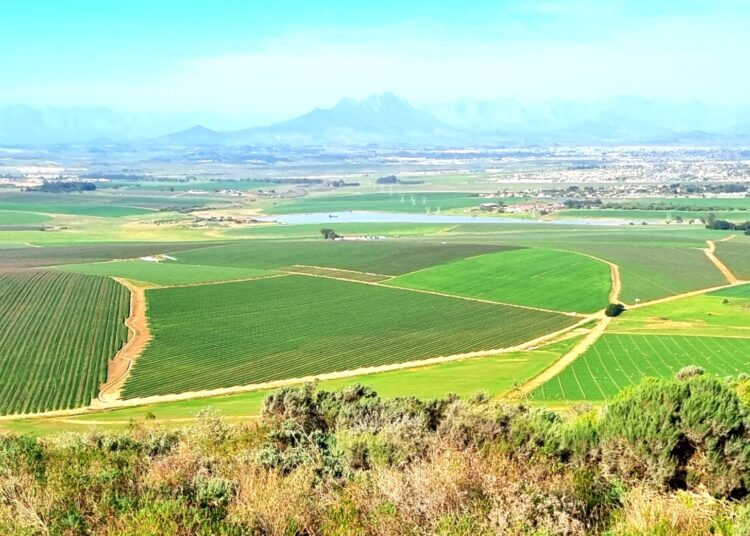 Diemersdal Estate Triumphs at International Wine Challenge with Gold Medal Pinotage