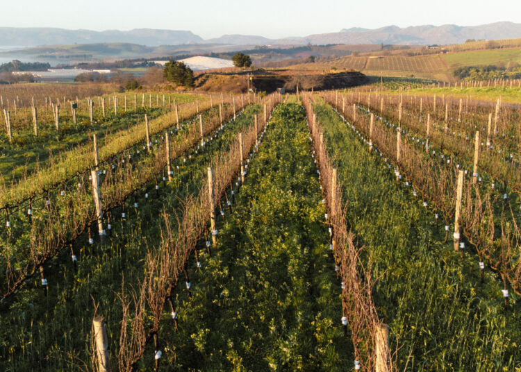 Organic Wines South Africa: A New Era of Sustainable Winemaking