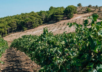 The Art of Blending: Petri Venter’s Journey from Sicily and France to South Africa’s Le Chant Rouge