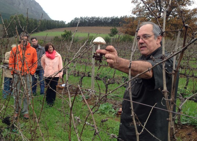 Delheim Expands Popular Mushroom Foraging Days Amidst Pinotage Centenary Celebrations
