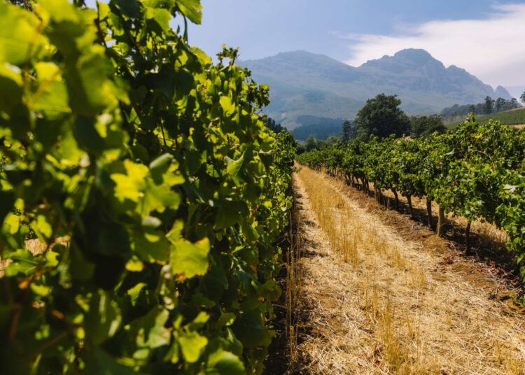 A Vintage of Generosity at Delheim Estate