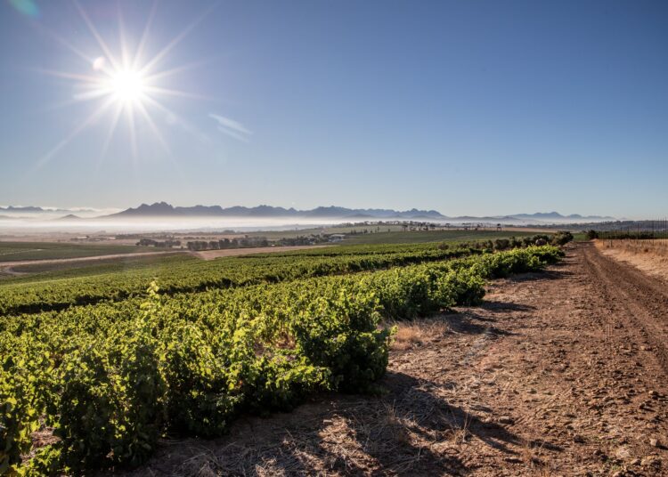 Diemersdal Kicks Off Awards Season with Double Gold at International Sauvignon Blanc Show